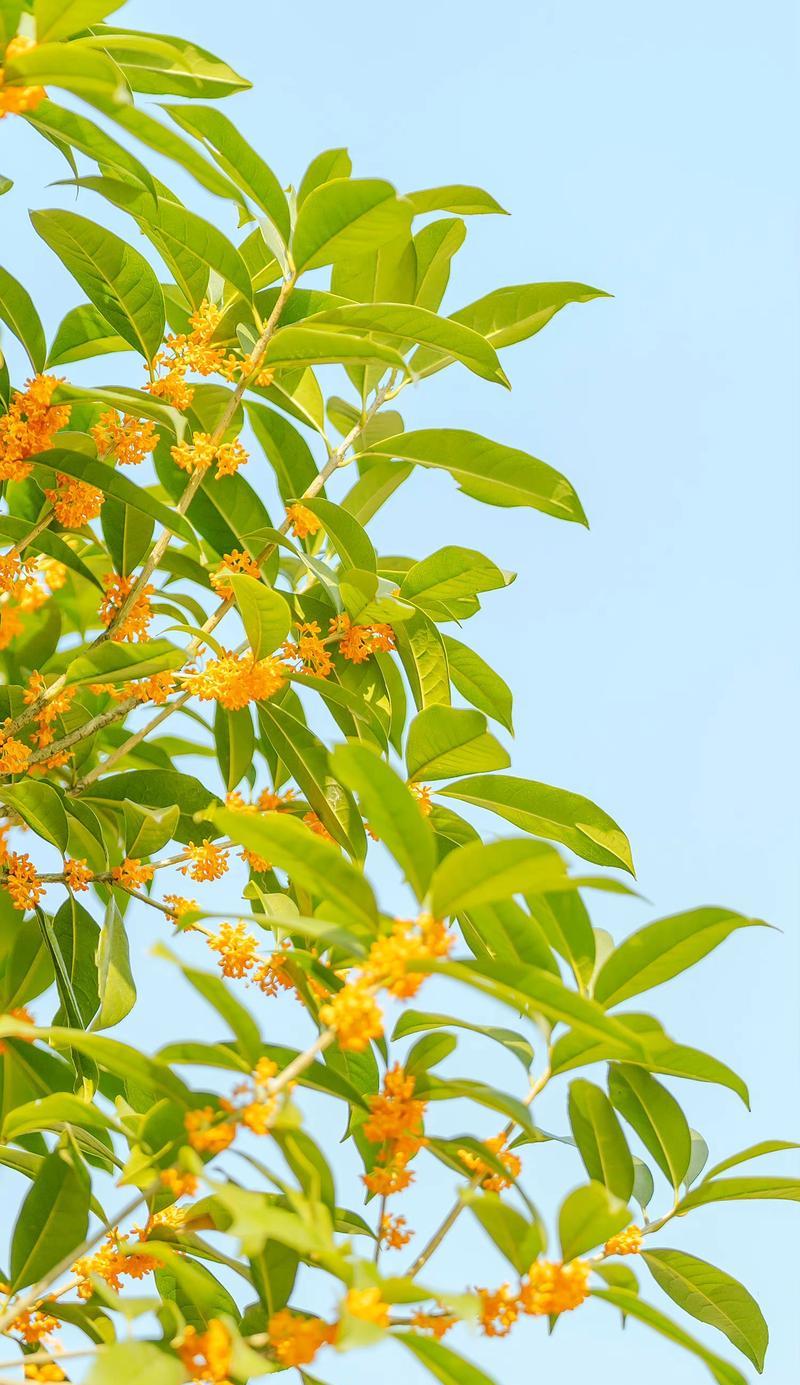 喜欢桂花香的花语是什么？桂花代表了哪些情感？