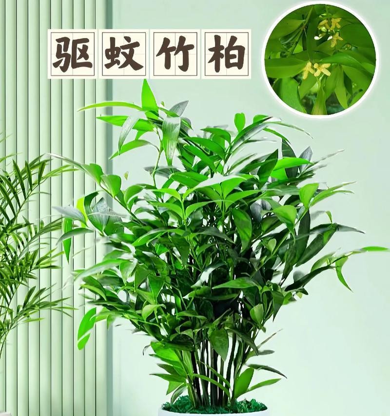 竹柏寓意及花语是什么意思？竹柏的象征意义和花语如何理解？