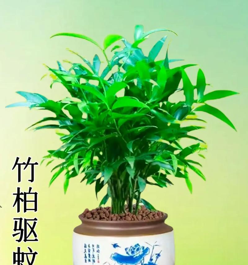 竹柏寓意及花语是什么意思？竹柏的象征意义和花语如何理解？