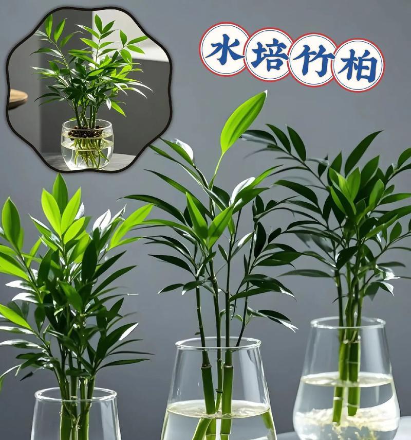 竹柏寓意及花语是什么意思？竹柏的象征意义和花语如何理解？