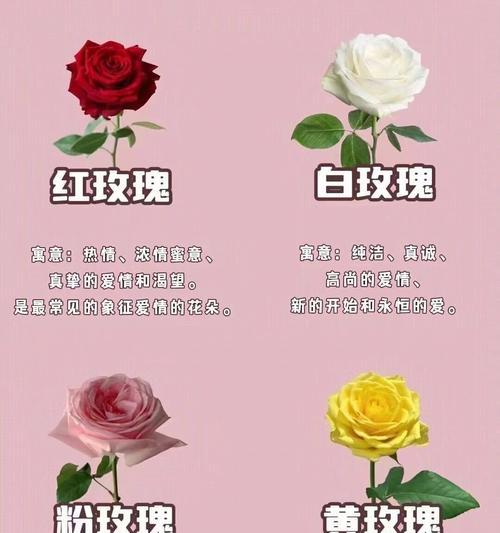 5支影星玫瑰代表了什么？