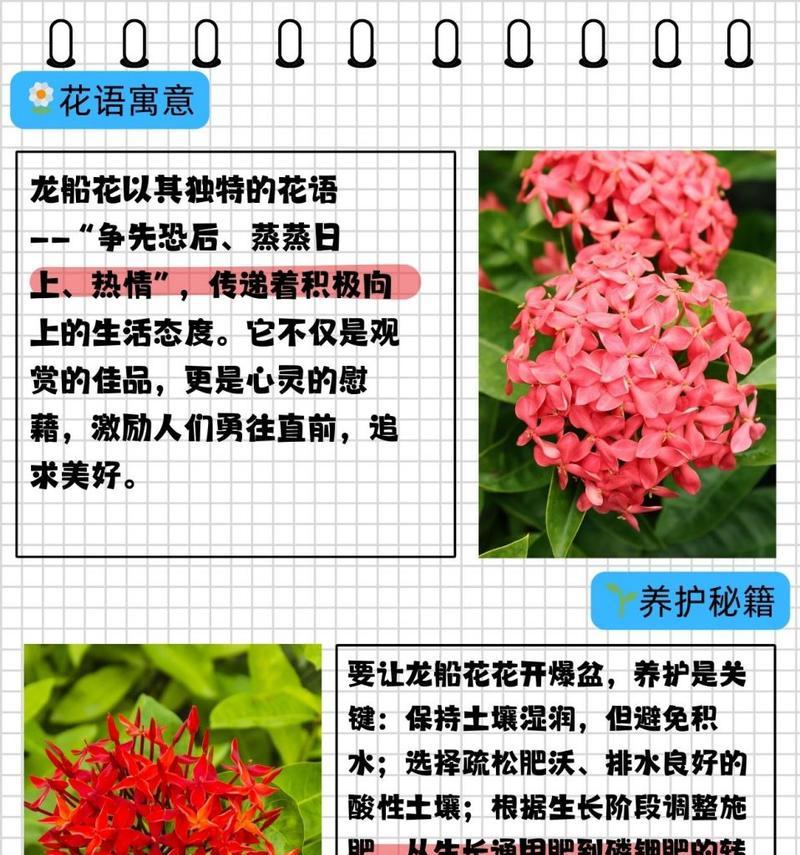 代表学问的花语是什么？闺蜜花语又代表什么意义？