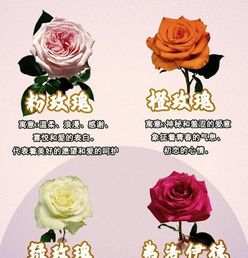 代表学问的花语是什么？闺蜜花语又代表什么意义？
