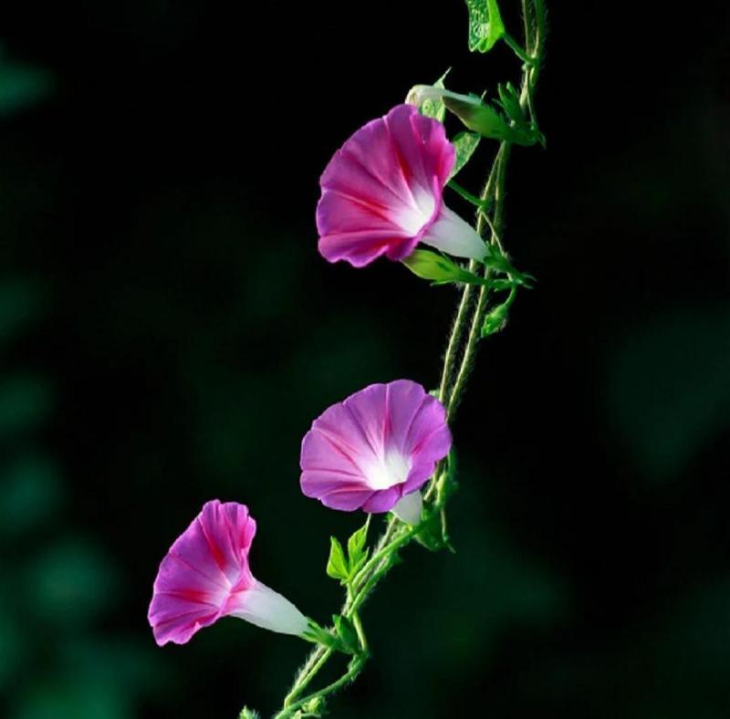 牵牛花的花语你知道吗？