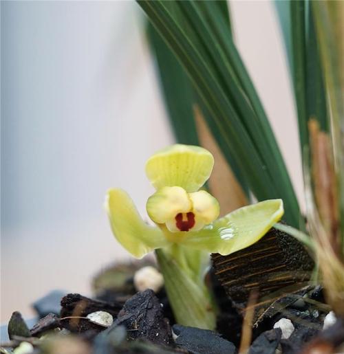 春兰花梅瓣的花语有何特殊含义？送人时应注意什么？