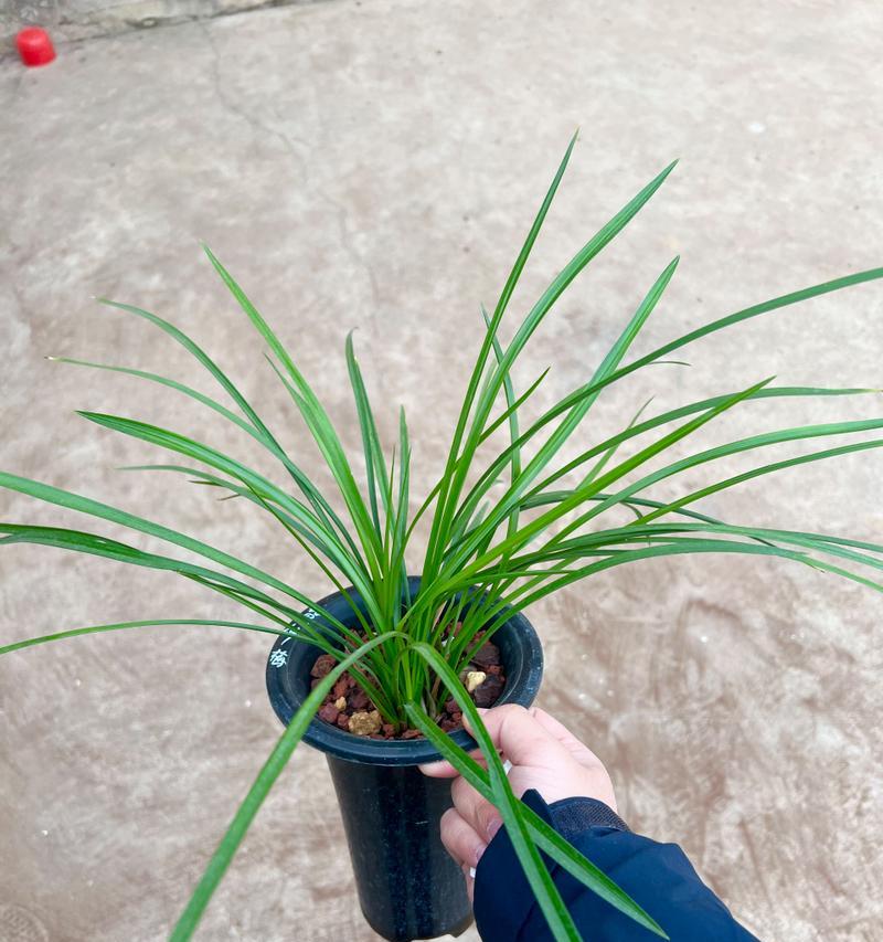 春兰花梅瓣的花语有何特殊含义？送人时应注意什么？
