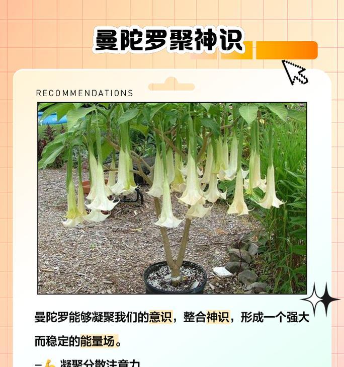 曼陀罗的花语传递了哪些信息？