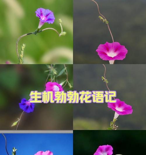 菜开花代表什么？菜开花的花语有何深意？