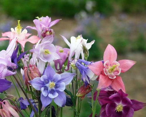 菜开花代表什么？菜开花的花语有何深意？