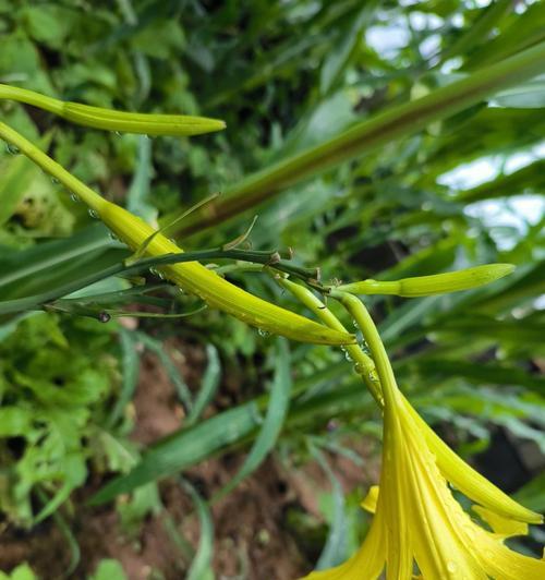 菜开花代表什么？菜开花的花语有何深意？