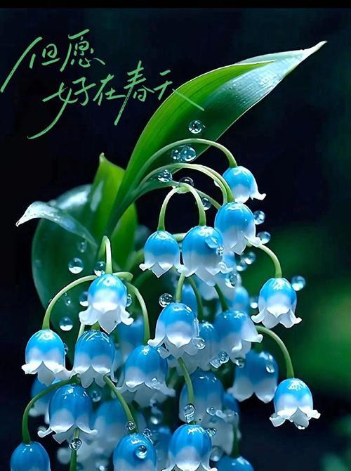 不计较的花语代表什么？它传递了怎样的信息？
