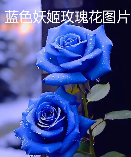 菊花与玫瑰花语的区别是什么？两者花语有何不同？