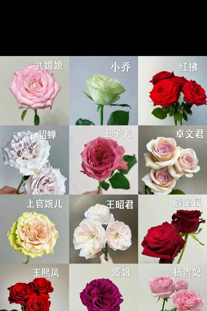 不同颜色玫瑰花各自代表什么？