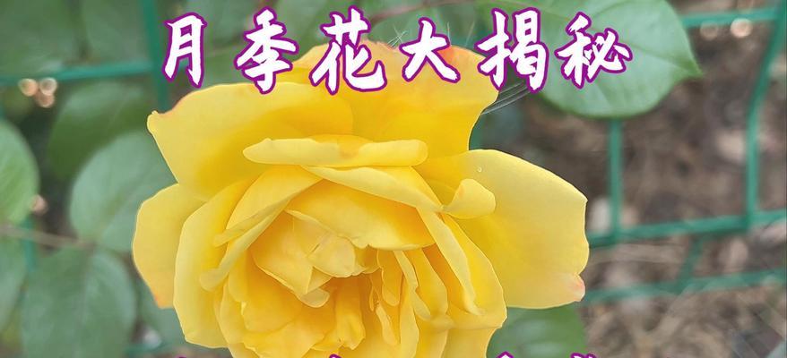 月季花语及其寓意有哪些？