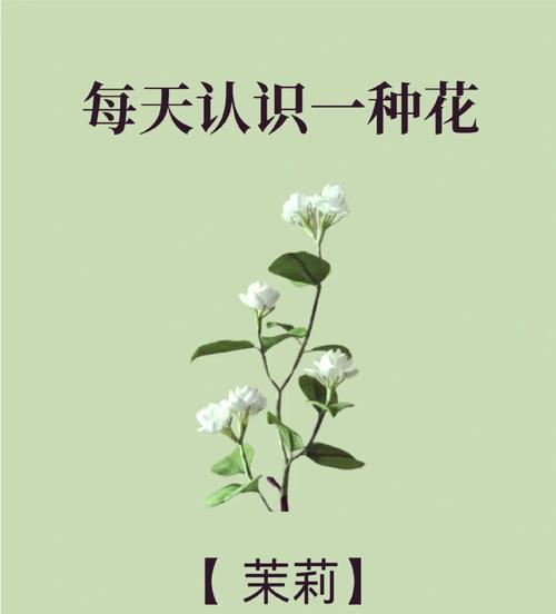 茉莉花包装的花语是什么？茉莉花包装的含义是什么？
