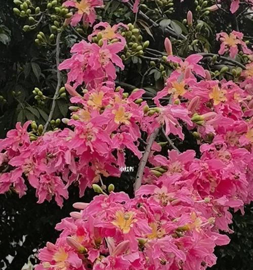 无刺骨树的花语有何含义？无刺骨树象征着什么？