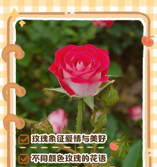 甜蜜艾莎玫瑰的花语和寓意是什么？这种玫瑰代表了哪些情感？
