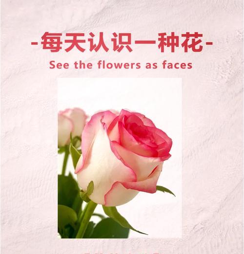 甜蜜艾莎玫瑰的花语和寓意是什么？这种玫瑰代表了哪些情感？
