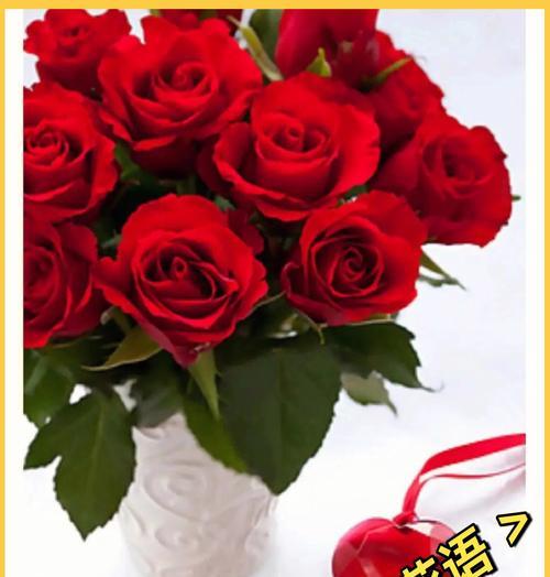 红色加白色玫瑰花的花语是什么？毛线花束有何寓意？