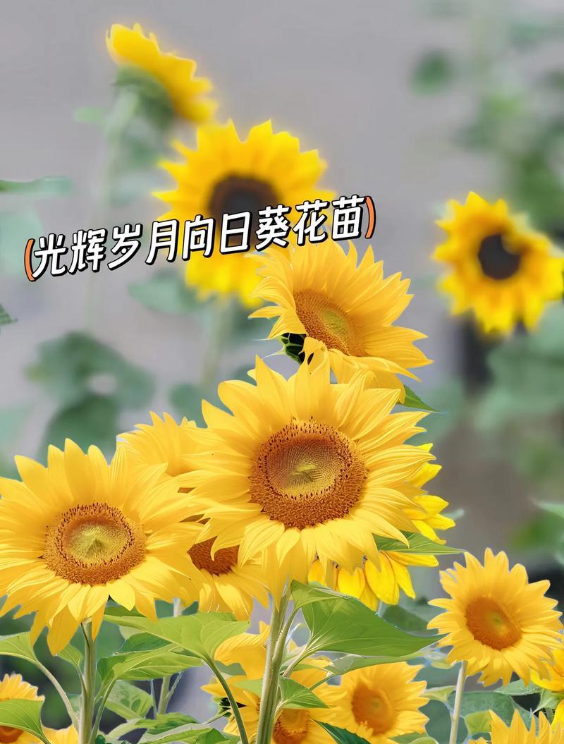 向日葵花语的原创者是谁？