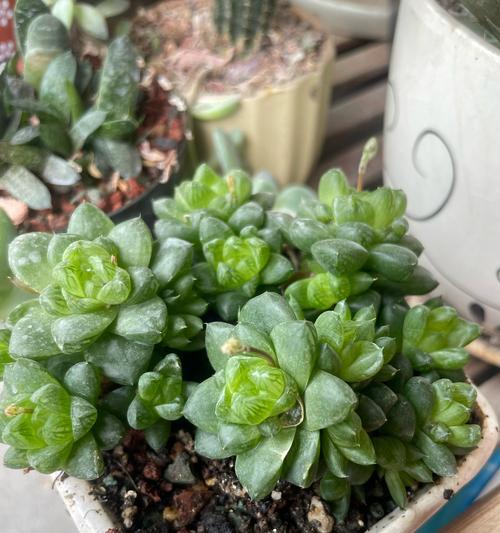玉露花语的花语是什么？它代表了什么？