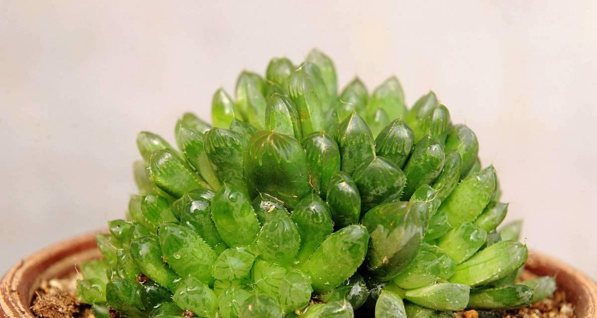 玉露花语的花语是什么？它代表了什么？