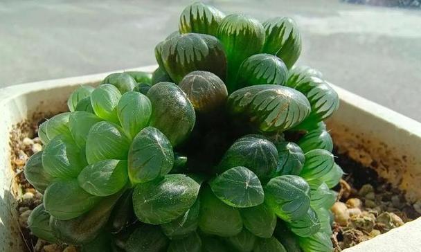 玉露花语的花语是什么？它代表了什么？