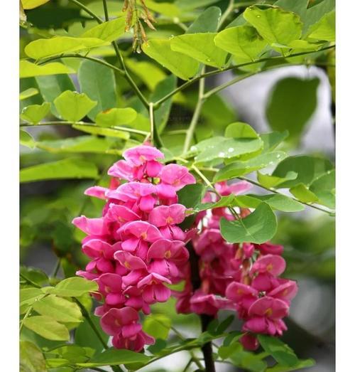 热门春天的花语是什么？春天的花卉有哪些寓意？