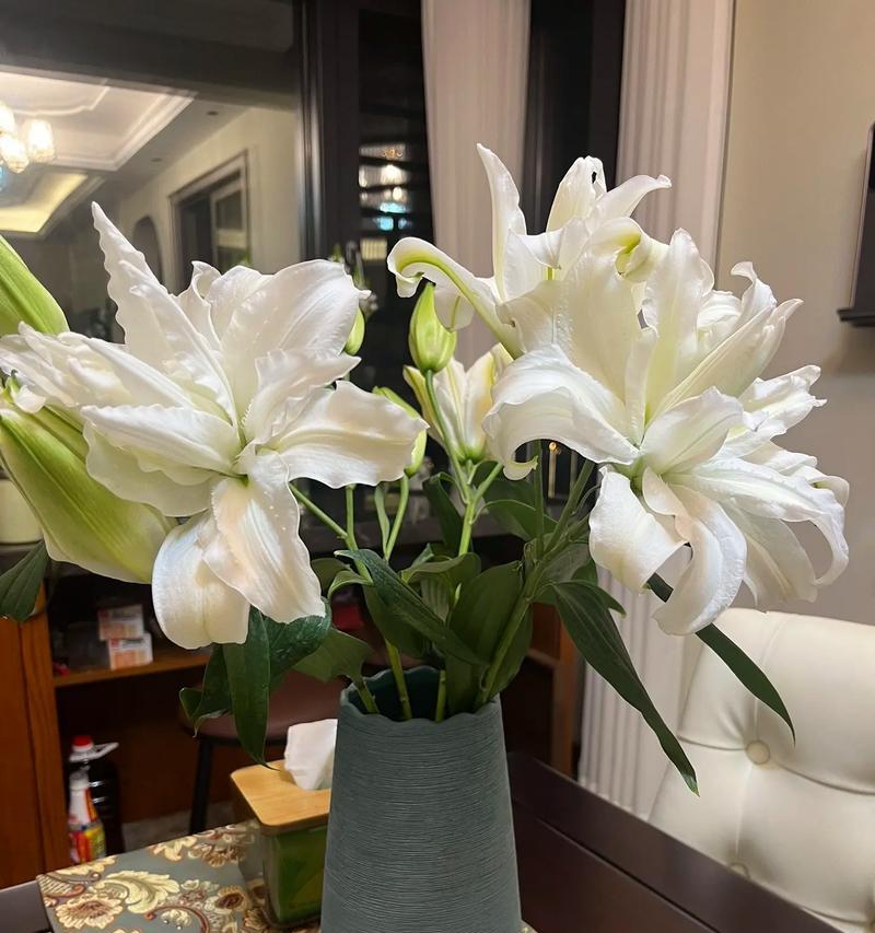 云舍花卉的花语是什么？云舍花卉代表了什么情感？