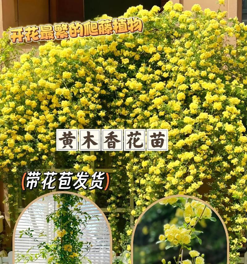 花墙的花语有何特殊含义？