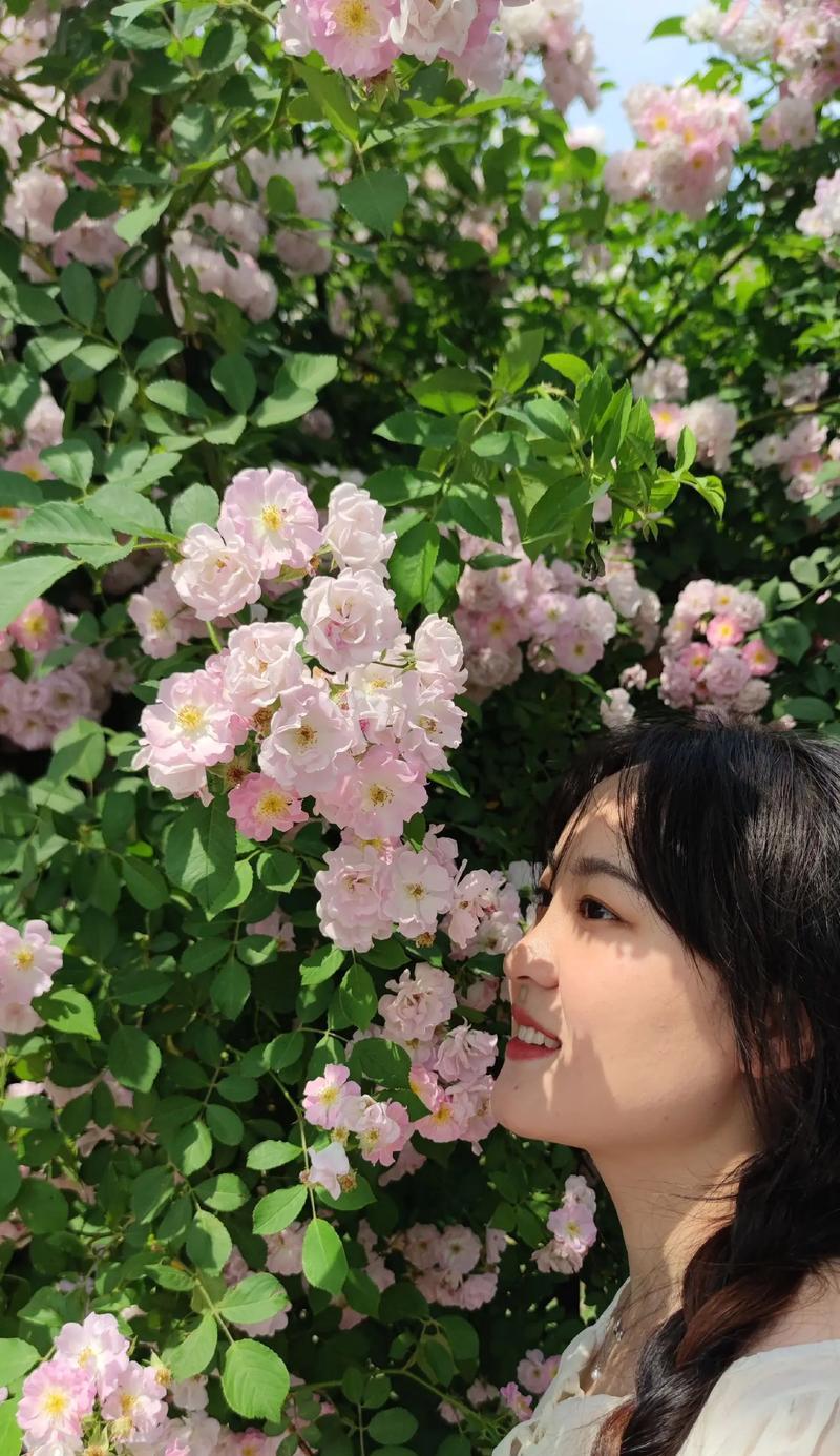 花墙的花语有何特殊含义？