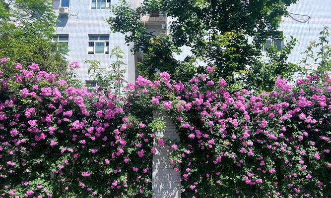花墙的花语有何特殊含义？