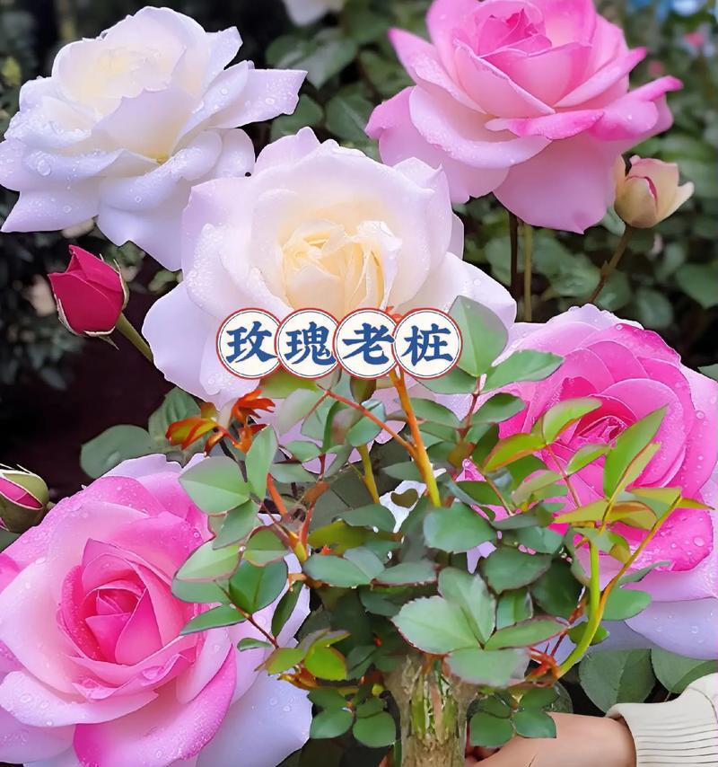 送太太玫瑰花的寓意是什么？为什么要选择玫瑰花作为礼物？