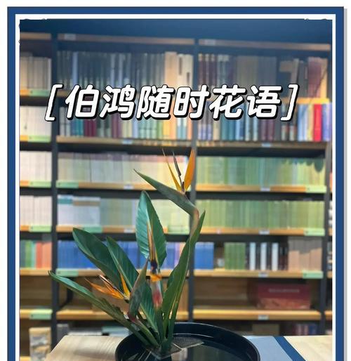 清明节送花的花语有何含义？