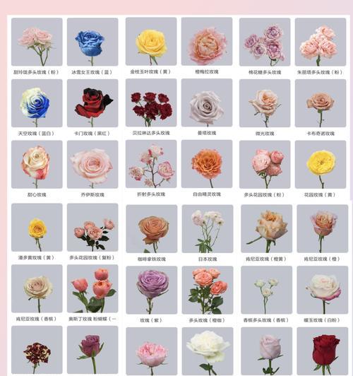 女友玫瑰花手串的花语是什么？