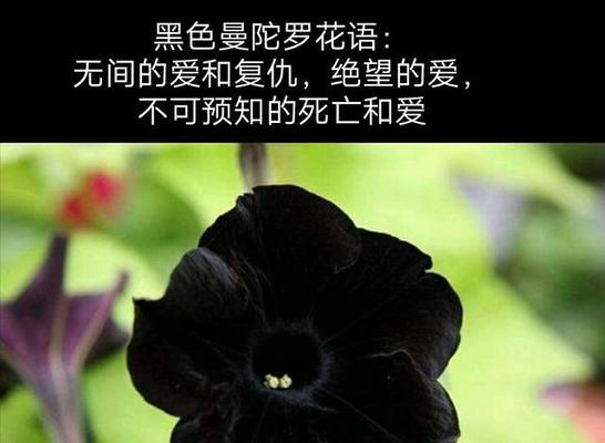哪种花的花语会让人联想到死亡？