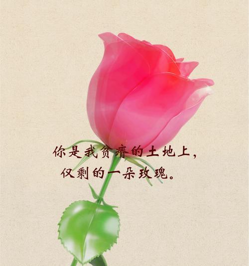 哪种花的花语会让人联想到死亡？