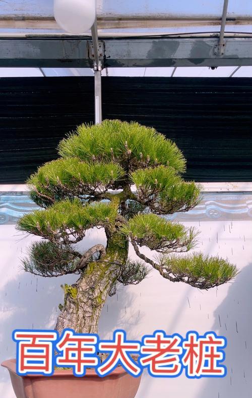 闹红火的花语有何含义？