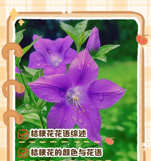 蓝边紫桔梗花语有何特别之处？
