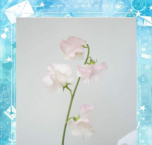 哪种花象征着重逢？花语是什么？