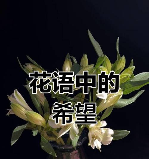 哪种花象征着重逢？花语是什么？