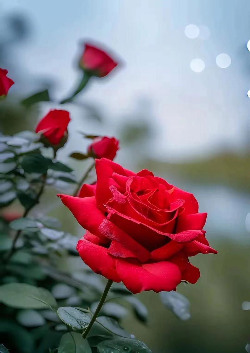 送爱丽丝玫瑰花的寓意是什么？爱丽丝玫瑰花代表了哪些情感？