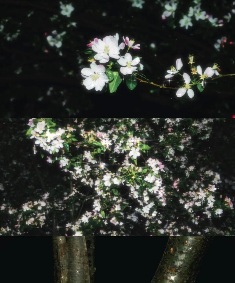 鳟鱼海棠的花语和象征是什么？它在园艺中有何特别之处？