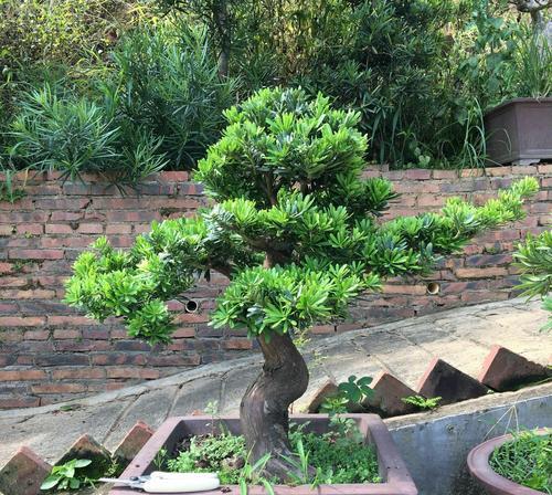金凤玉露的寓意和花语是什么？这种植物的象征意义是什么？