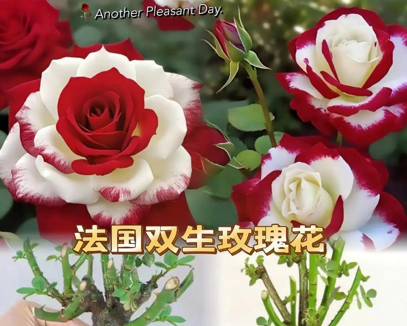 双色玫瑰花的花语是什么？双色玫瑰代表了哪些情感？