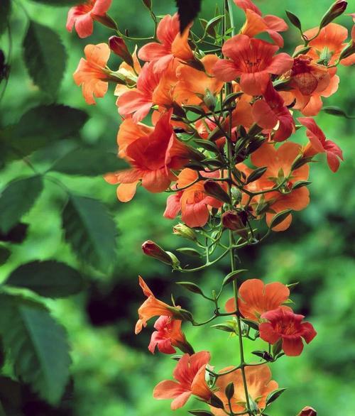 凌霄花的花语是什么？它寓意着什么？
