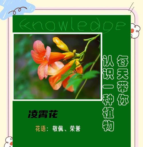 凌霄花的花语是什么？它寓意着什么？