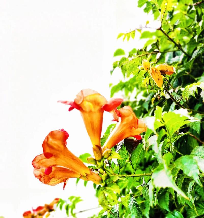 凌霄花的花语是什么？它寓意着什么？