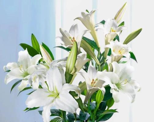 绿草中的百合花语是什么？它象征着什么？