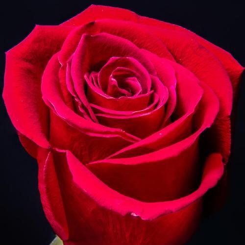 15朵玫瑰花有何特殊含义？15朵玫瑰花在花语中代表什么？